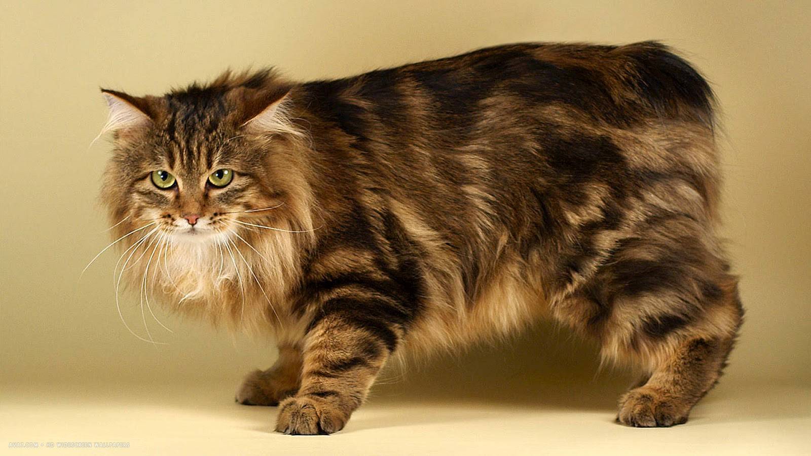 Курильский бобтейл — кошка с характером собаки, характер, описание, уход