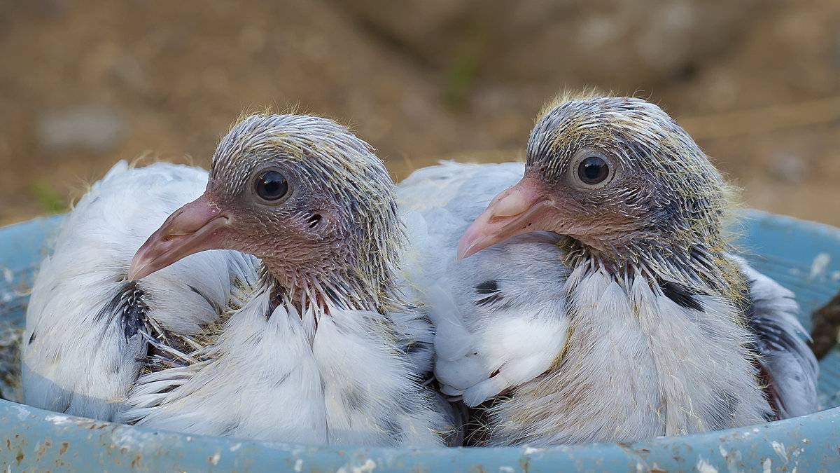 Птенцы голубей — как они выглядят и где обитают?