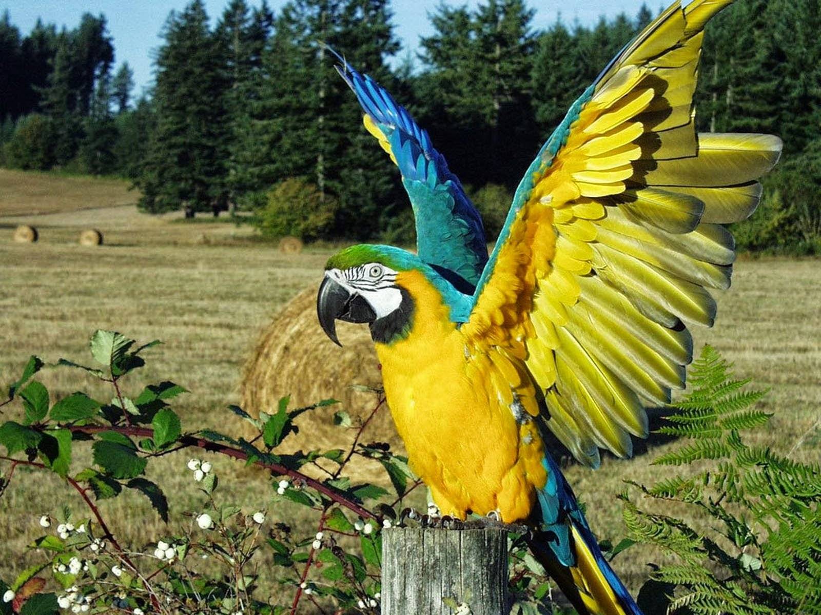 Разновидности попугаев ара и особенности их внешности
