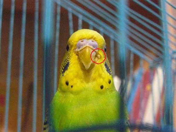 Болезни волнистых попугаев: симптомы, уход и лечение