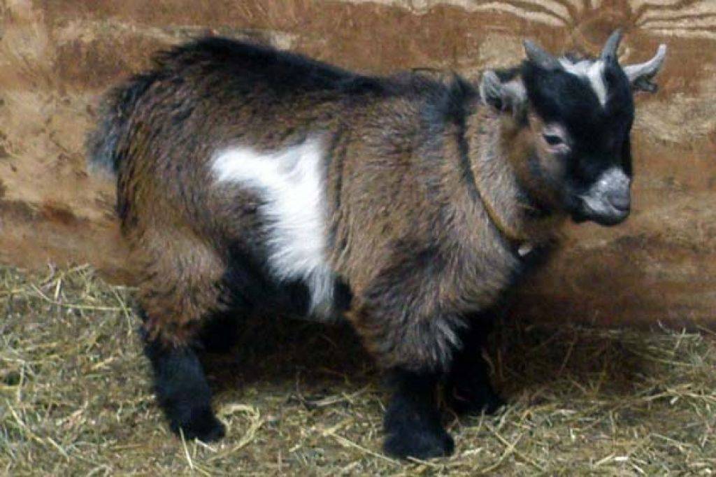 Камерунские козы: как вырастить карликовых коз в домашних условиях, отзывы о мини-породе