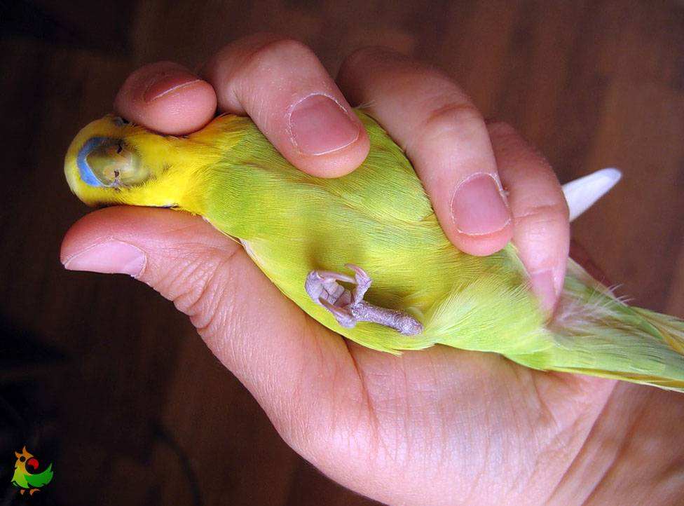 У попугая отказала лапка: симптомы, лечение, профилактика [новое исследование]
