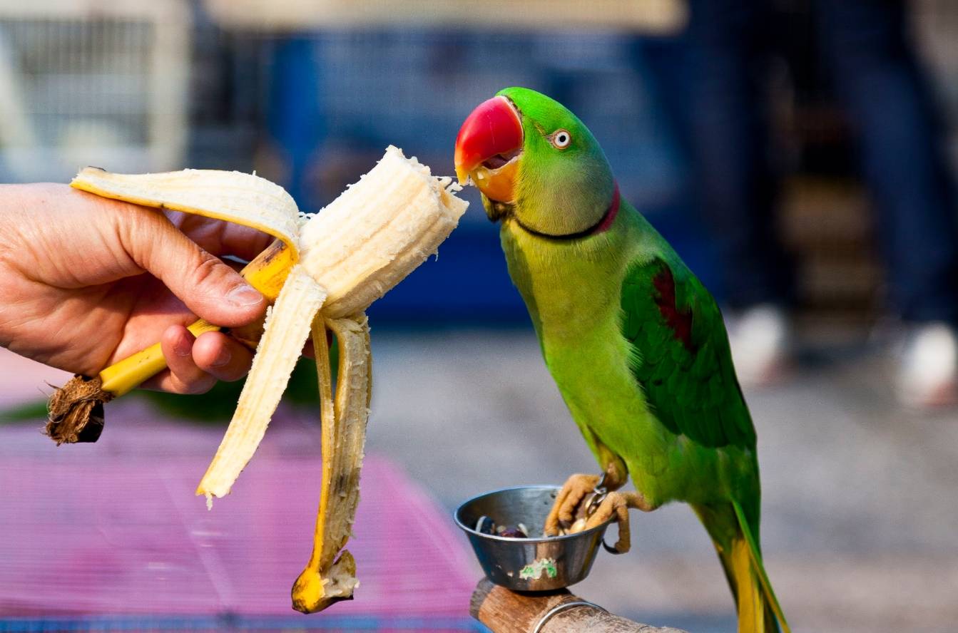 Ожереловый попугай: фото, уход и содержание