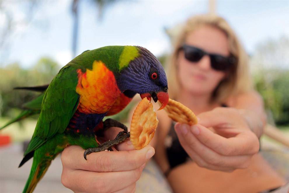 Интересные факты о попугаях: волнистых, неразлучниках, ара, кореллах