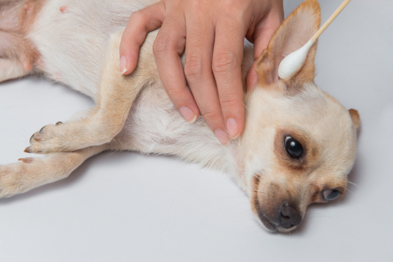Ушной клещ у собак: симптомы, пути передачи, лечение
