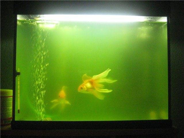 Почему зеленеет вода в аквариуме, что делать и как с этим бороться разными способами + фото, видео