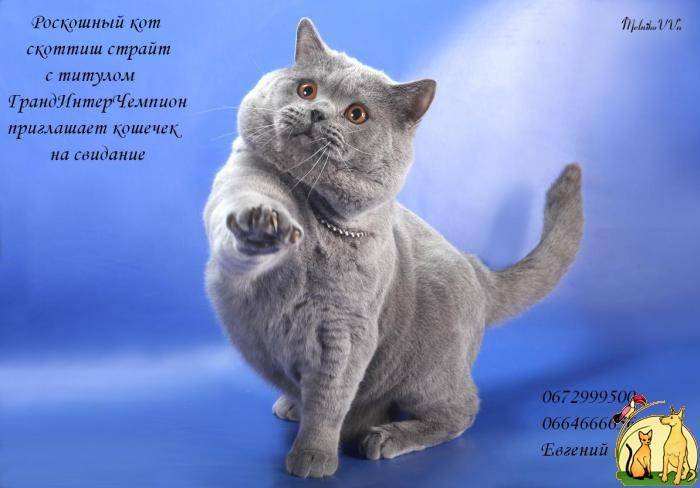 Скоттиш-страйт, или шотландская прямоухая кошка: описание породы, характер животного, фото
