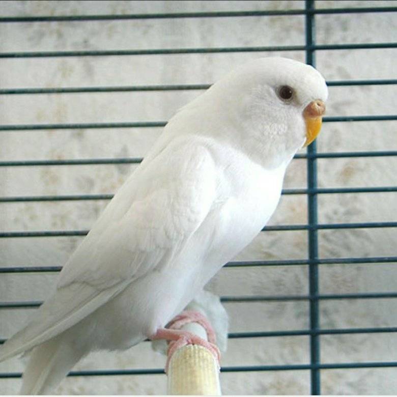 Белый волнистый попугай — красавец альбинос