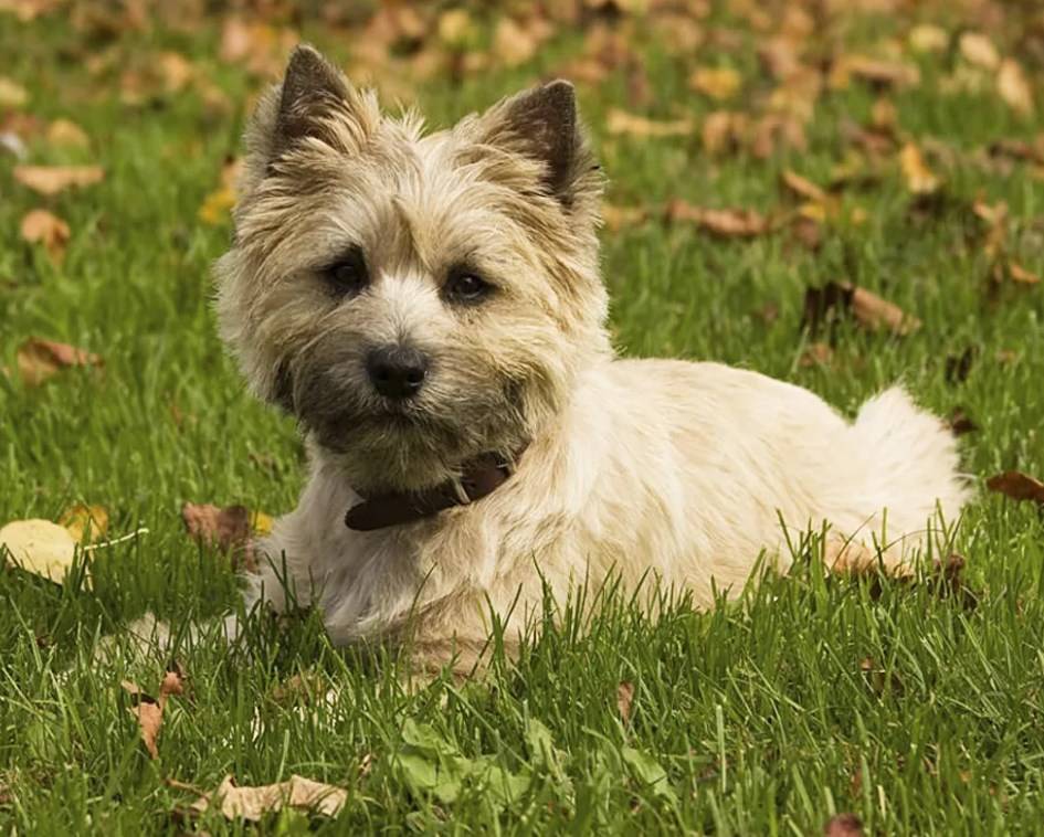 Керн терьер: описание породы, характер, фото и отзывы о собаке