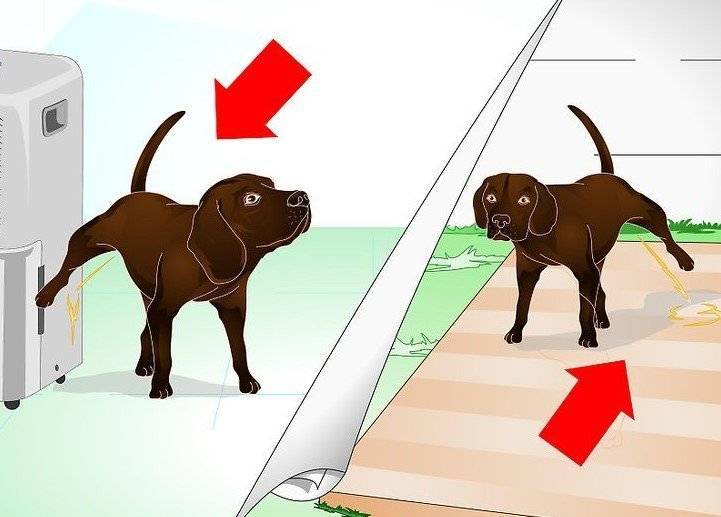 Как отучить собаку писать дома после прогулки