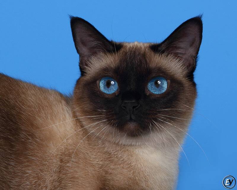 Тайская кошка: фото, описание породы, характер, здоровье, уход и содержание