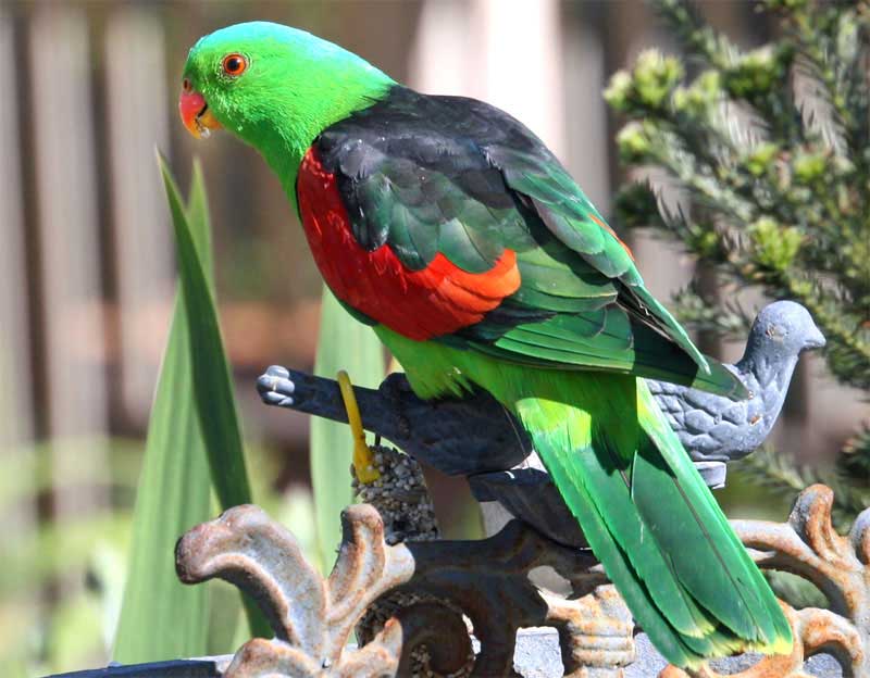 Какапо попугай. описание, особенности, виды, образ жизни и среда обитания какапо | живность.ру