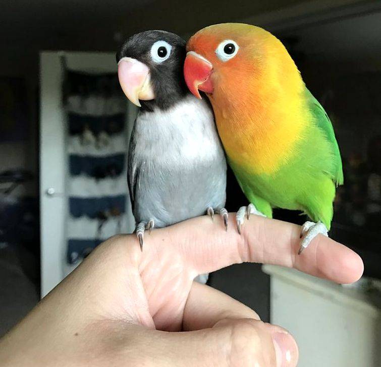 Как назвать попугая? имена для попугаев мальчиков и девочек