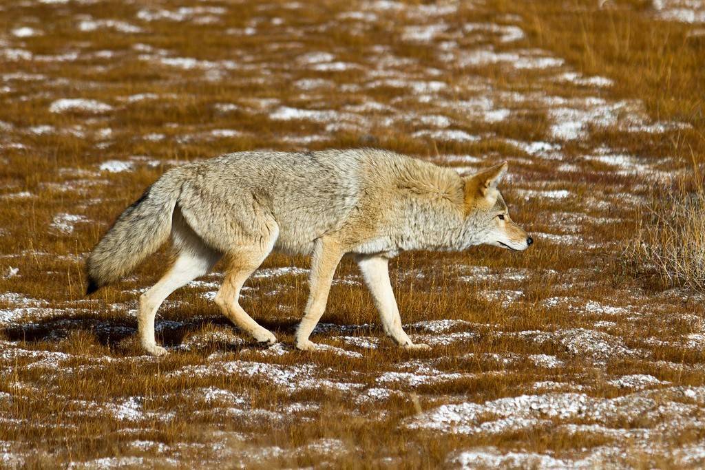 Волк - подробное описание животного, где обитает, чем питается