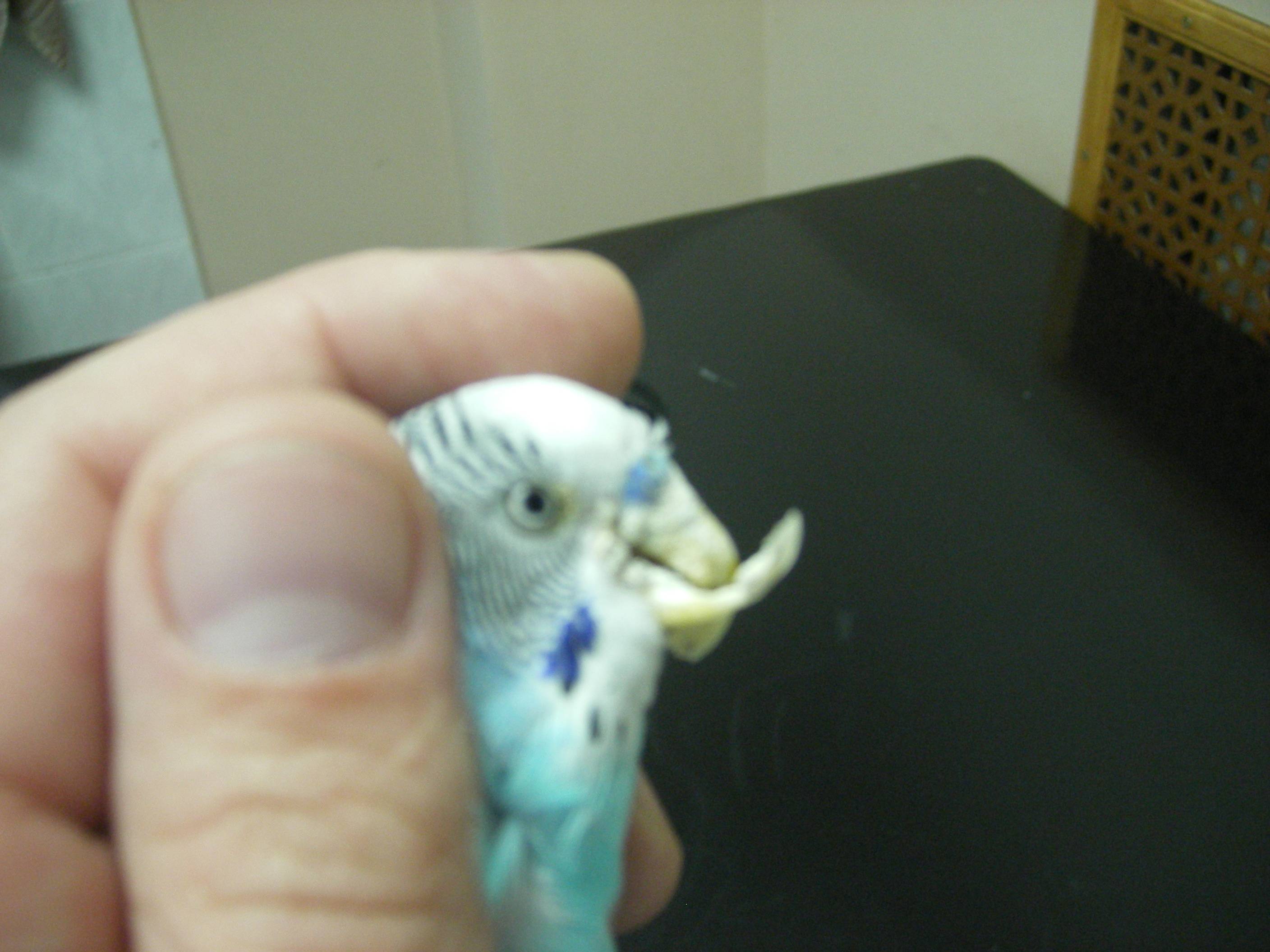 Деформация нижней части клюва волнистого попугая
