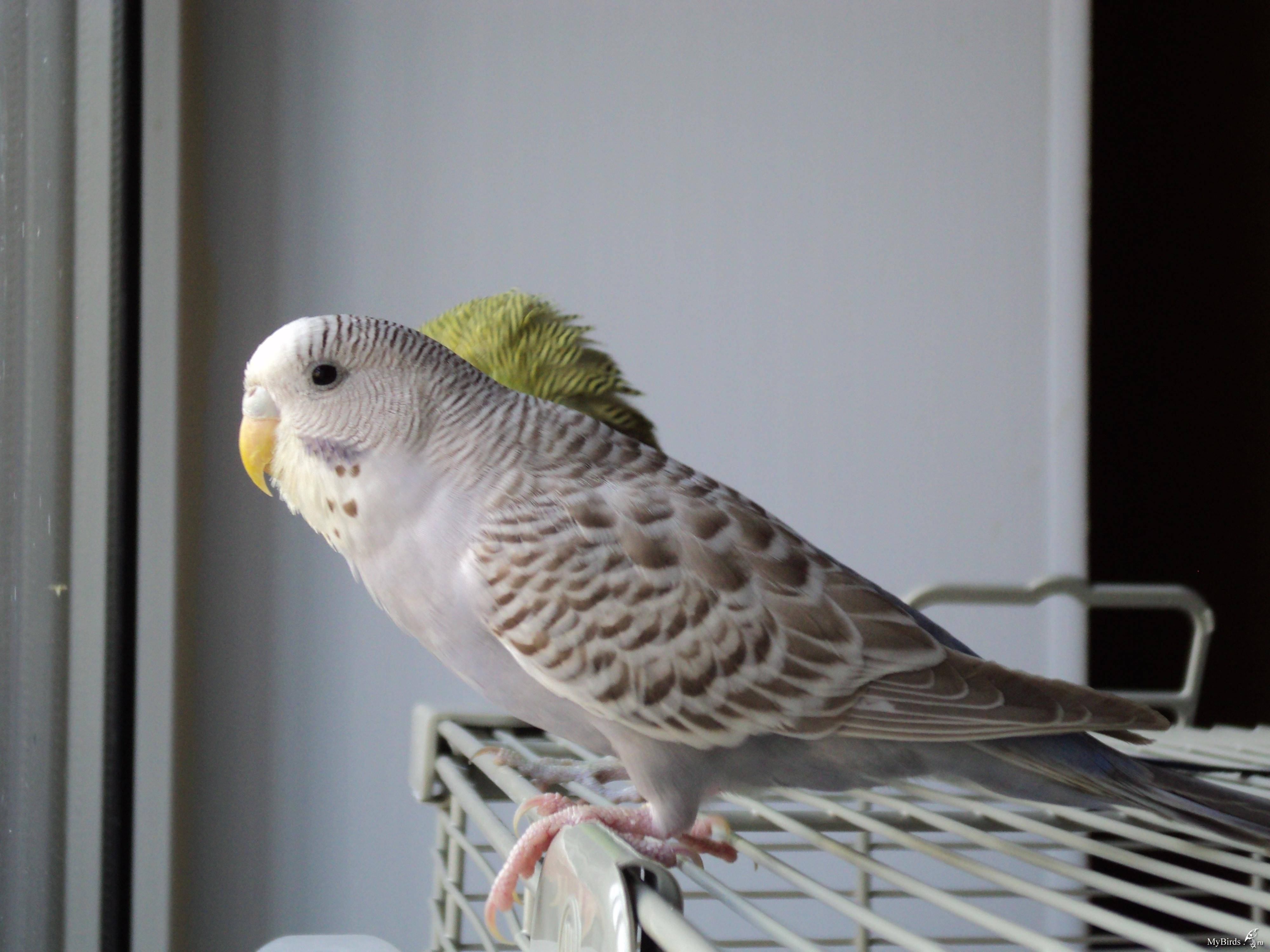 Окрасы волнистых попугаев: общая информация