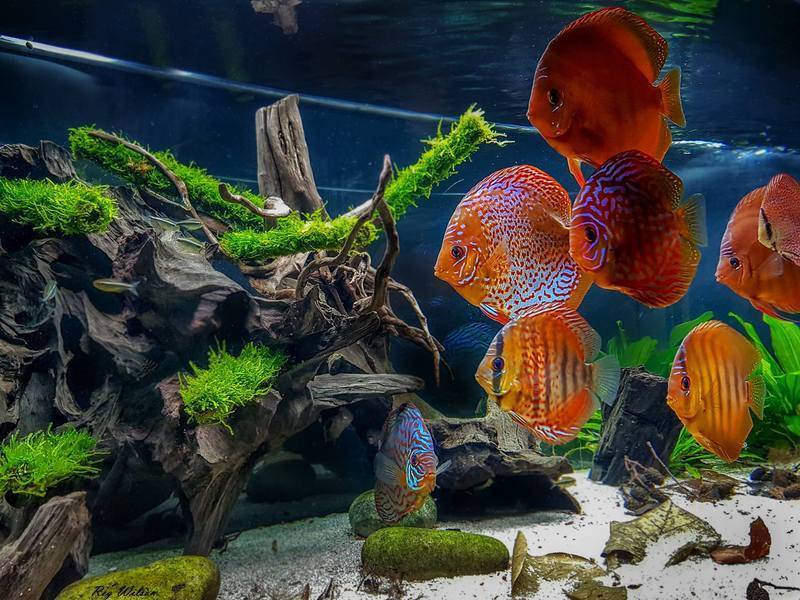 Аквариумная рыбка дискус: содержание и уход, их фото и совместимость с другими обитателями аквариума