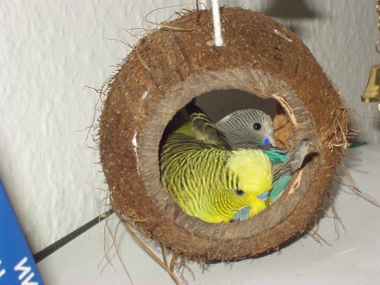 Все о гнездах для попугаев неразлучников