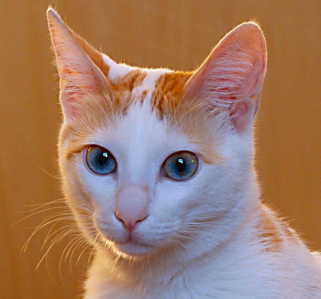 Охос азулес (голубоглазка): обзор новой породы кошек с фото и видео