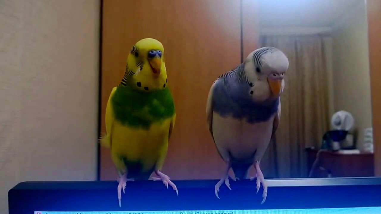 Какую музыку любят попугаи: музыка для волнистых попугаев и корелла