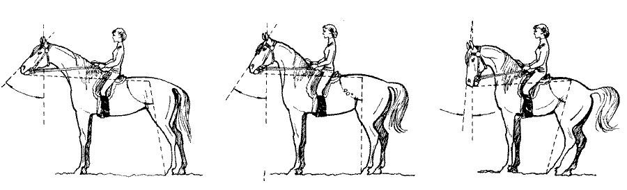 Как ездить на лошади: правила и типичные ошибки