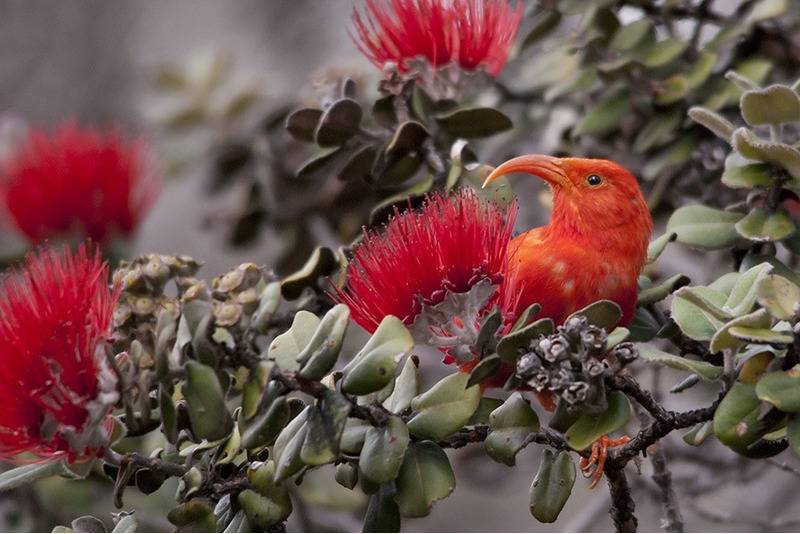 Хохлатая гавайская цветочница - гавайский вид воробьинообразных птиц из трибы гавайских цветочниц внутри семейства вьюрковых, выделяемый в монотипический род pa - семейства птиц - 2023