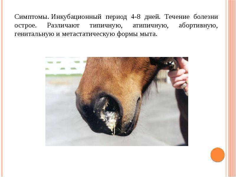 Болезни органов дыхания лошадей - признаки, причины, лечение