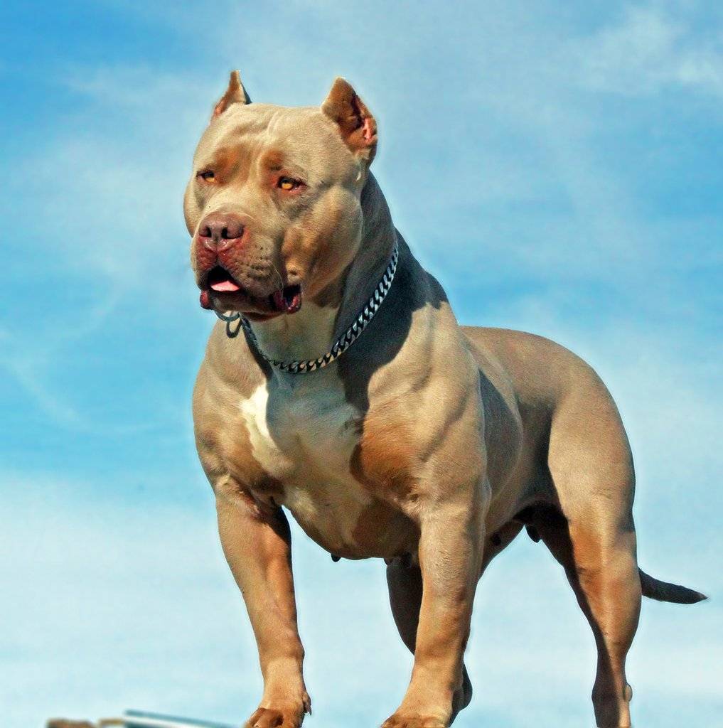 Бойцовские породы собак — список с фото и названиями бойцовых псов
