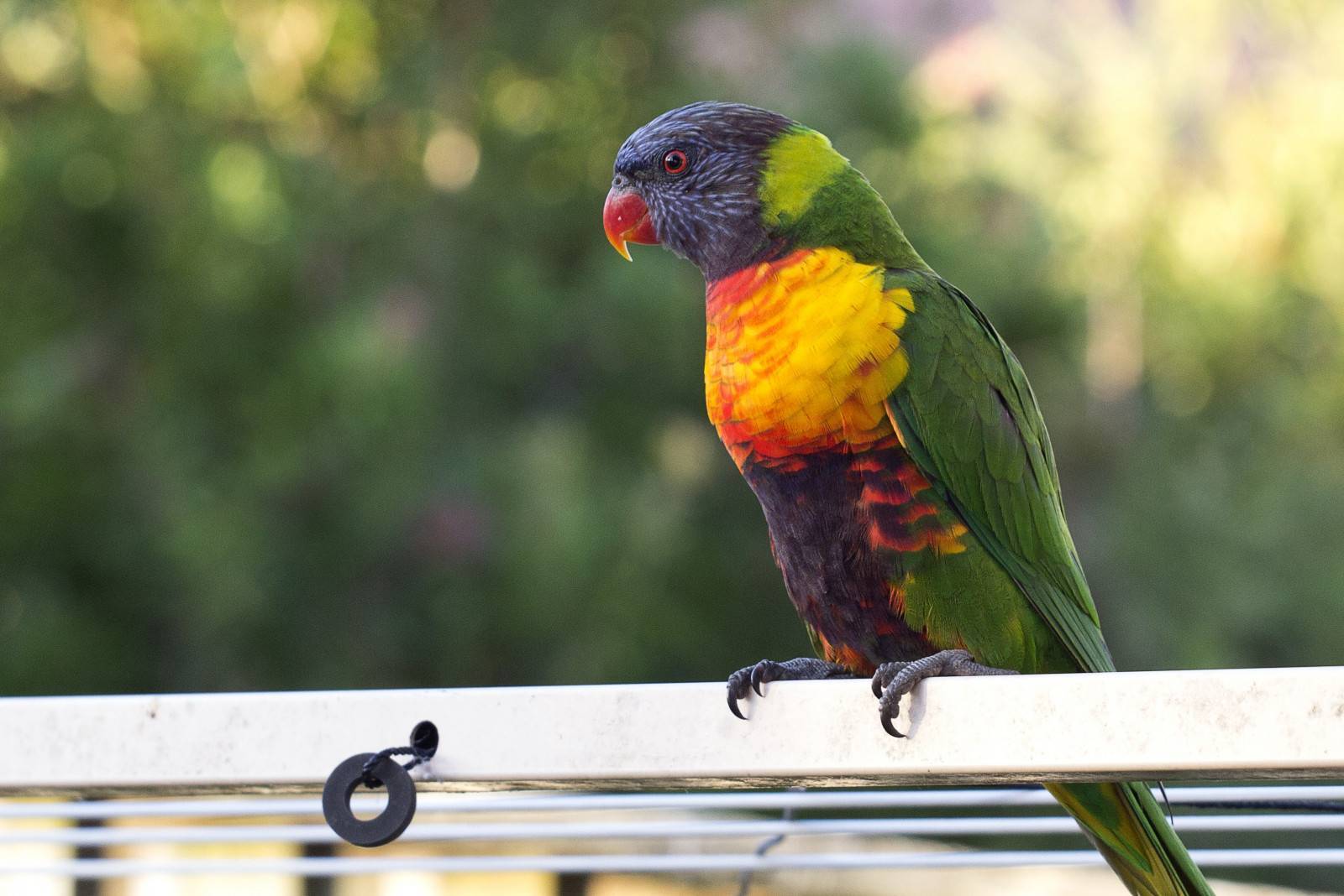 Ожереловый попугай: внешний вид, содержание, уход