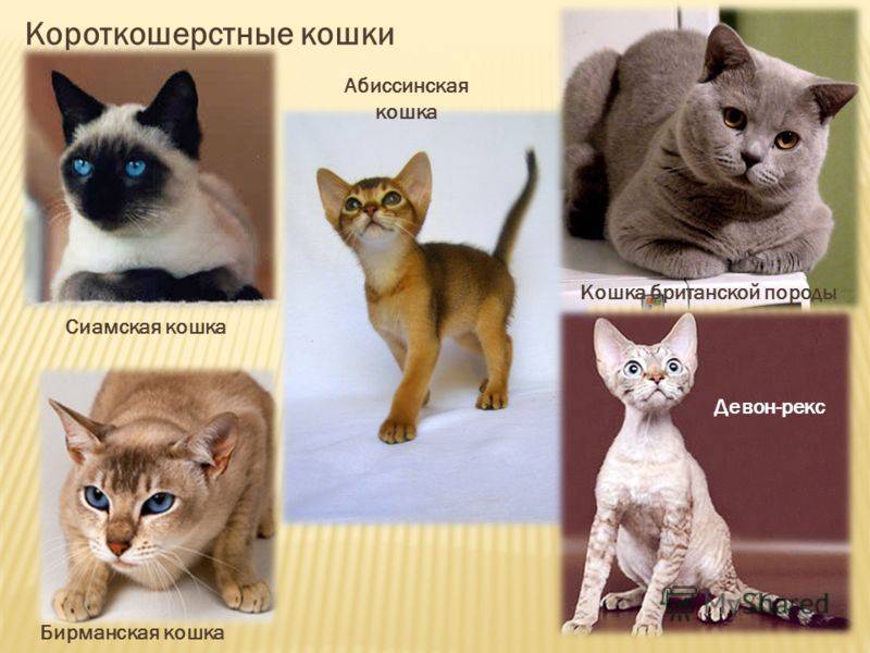 Список самых добрых пород кошек с характеристиками и описанием