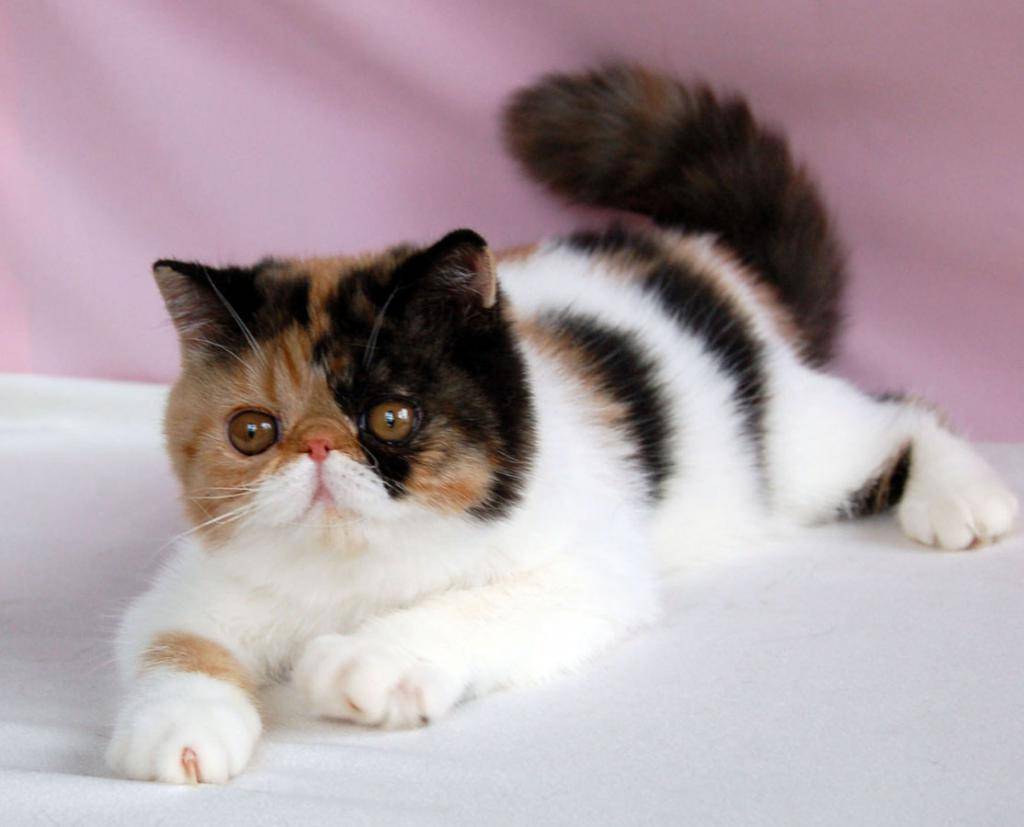 Описание экзотической кошки: особенности породы, характер кота и фото экзота