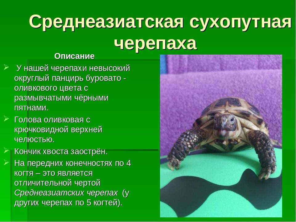 Какой вид черепах можно содержать в домашних условиях