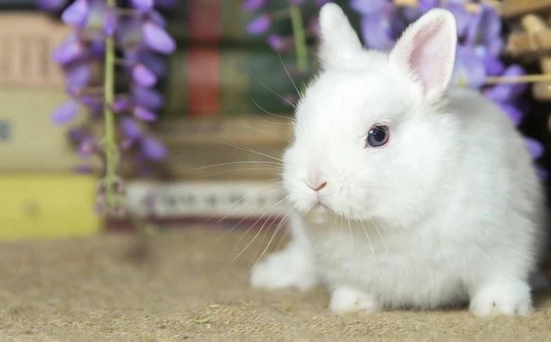 Кролики породы гермелин: характерные особенности и стандарт породы, критерии выбора, оптимальные условия содержания, рацион, уход за шерстью