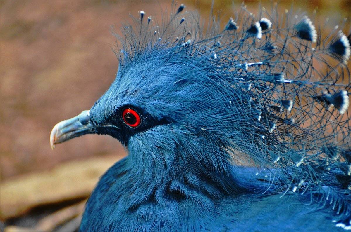 Самая красивая птица в мире: фото и название