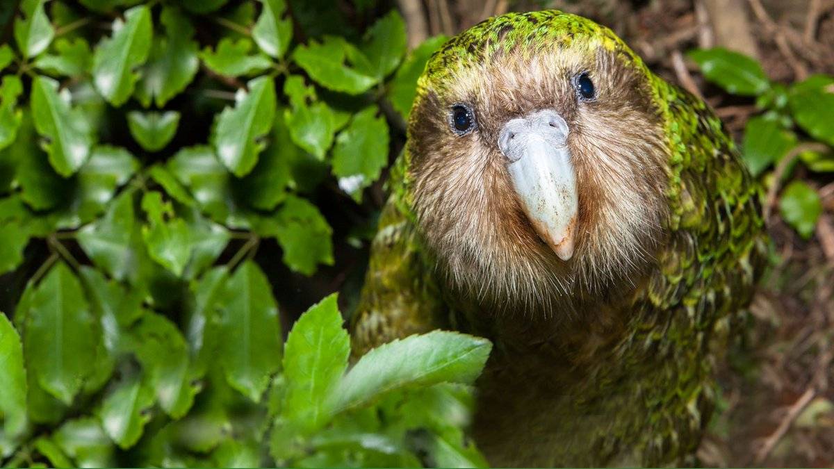 Совиный попугай. образ жизни и среда обитания совиного попугая | животный мир