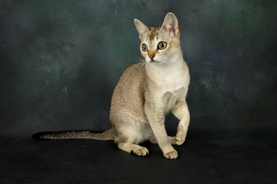 Персидская кошка: описание породы и характера