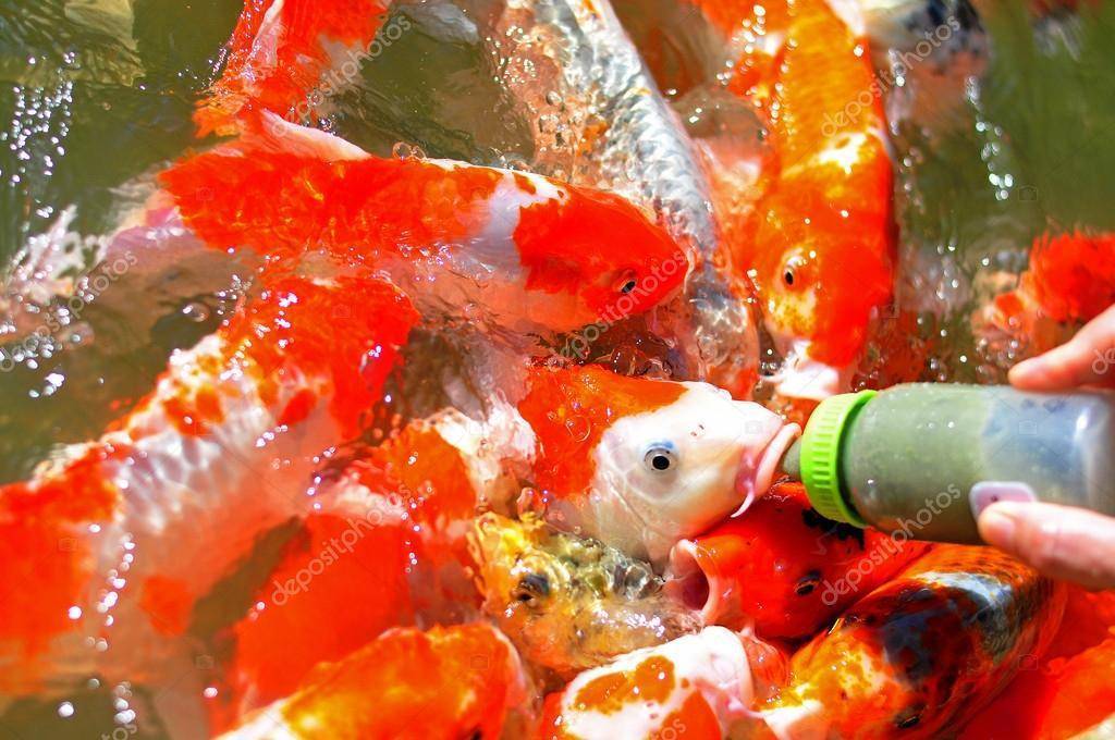 Как правильно выбрать корм для аквариумных рыбок: виды - ribulki.ru