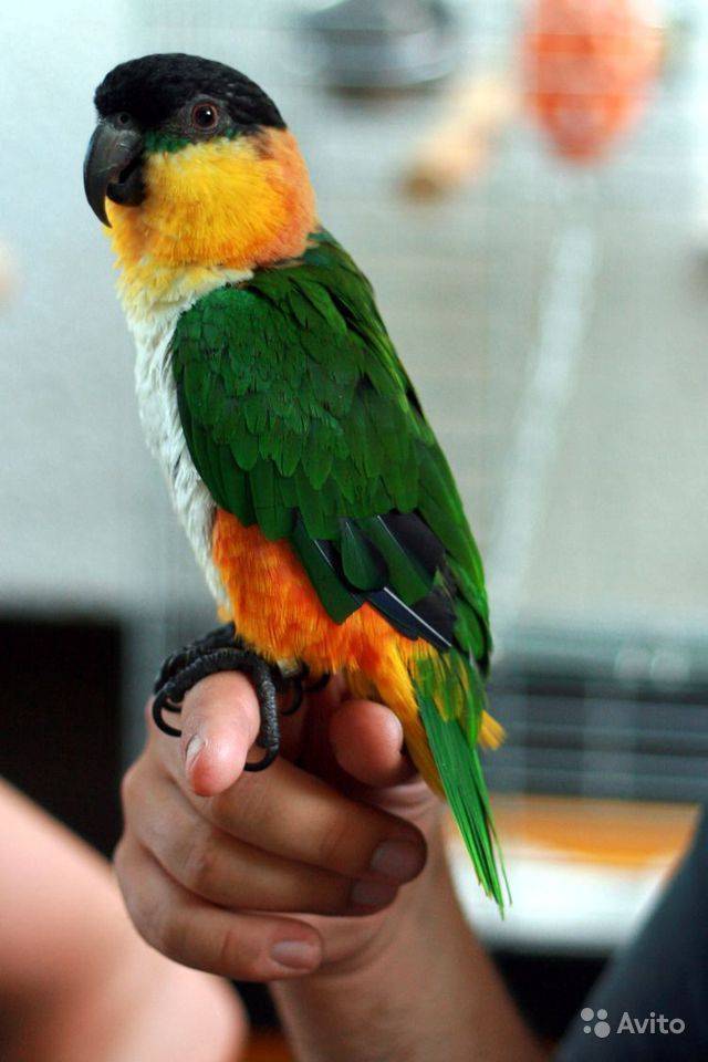 Попугаи аратинги — дружелюбные и любознательные питомцы