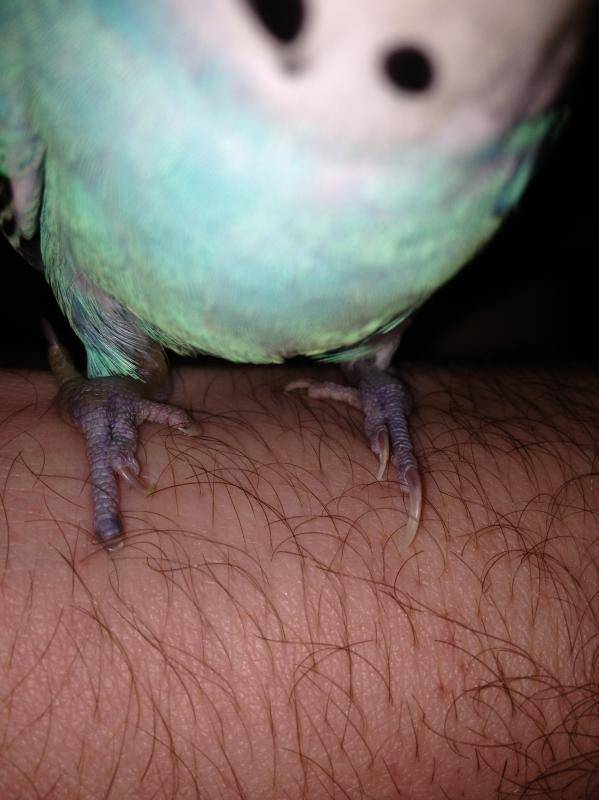 Почему у попугая могут отказать лапки