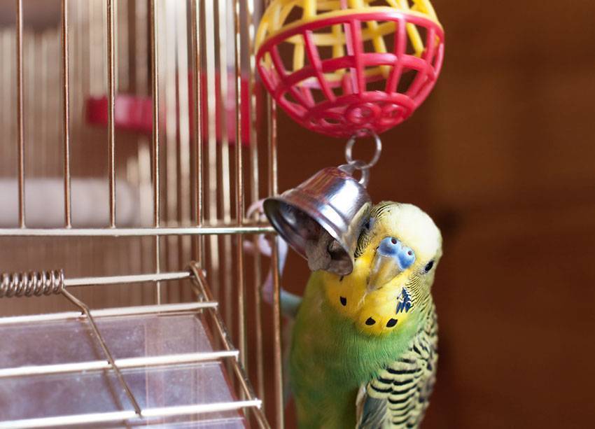 В какие игры можно играть с волнистым попугаем?