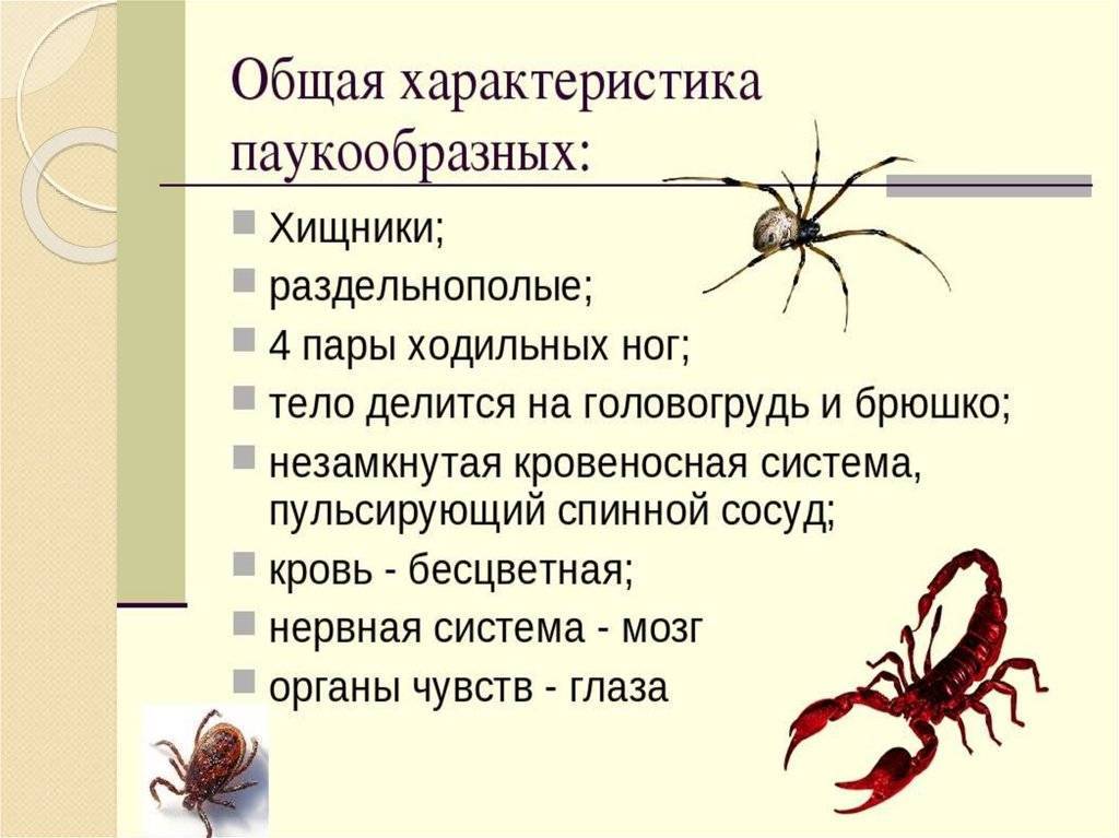 Насколько опасен укус паука крестовика