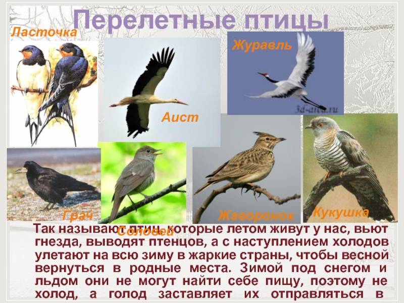 Перелетные птицы: описание и факты о перелетных птицах