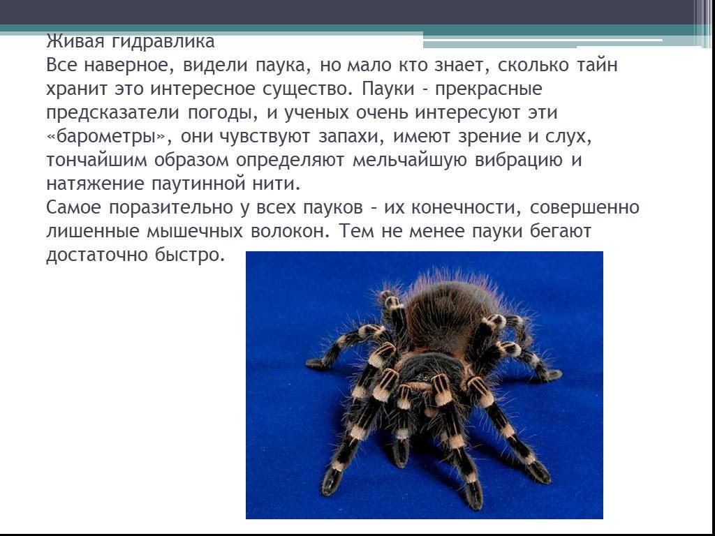 Приметы про пауков: разгадываем знаки судьбы
