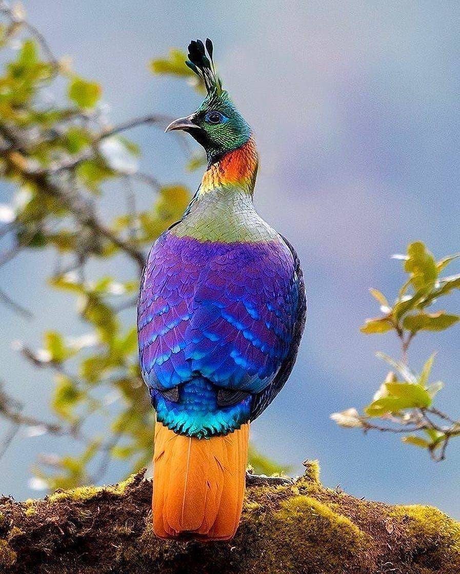 30 самых красивых птиц в мире • всезнаешь.ру