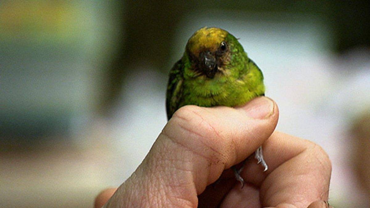 Самые маленькие породы попугаев