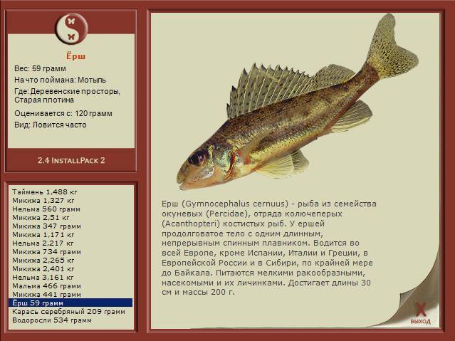 Ерш рыба. образ жизни и среда обитания рыбы ёрш | животный мир