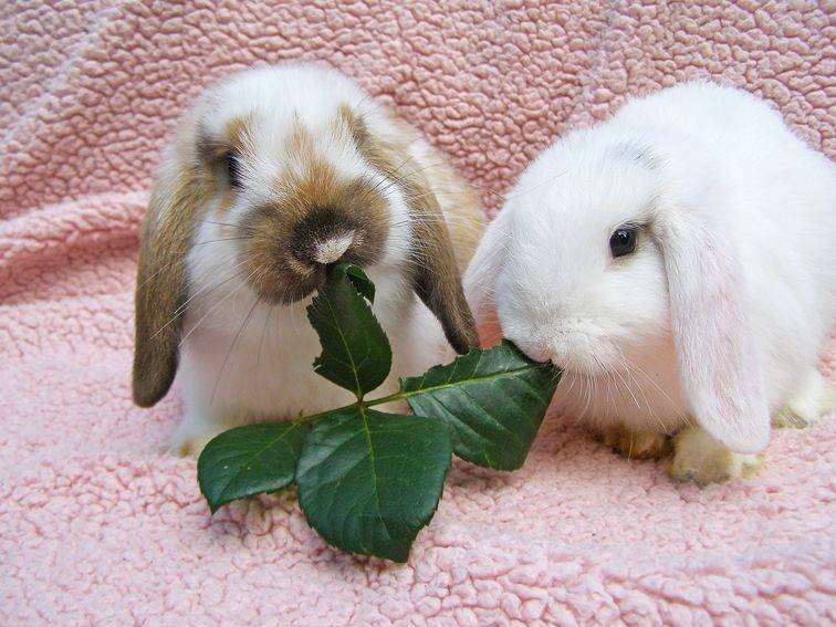 Вислоухий кролик: описание, уход и содержание в домашних условиях