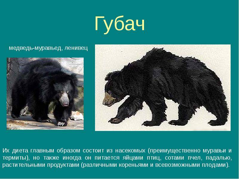 Виды медведей. фото, описание.
