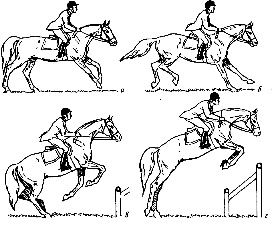 Виды езды на лошади, как научиться управлять конем и ездить на нем верхом