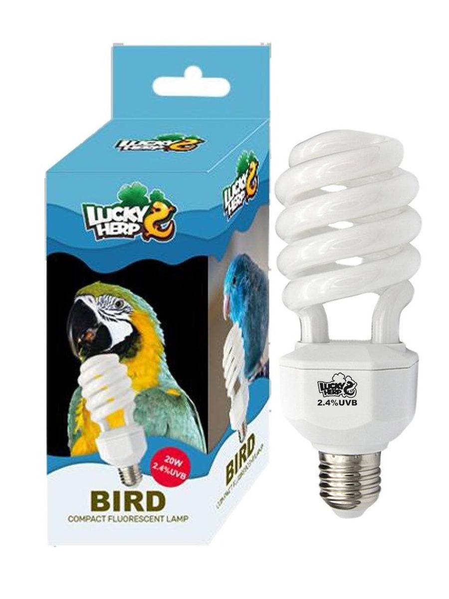 Лампа для попугаев: когда подойдет ультрафиолетовая, светодиодная, светильники аркадия и другие